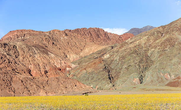 Super bloom in Death Valley Super bloom of desert gold sunflowers (Geraea canescens) near Furnace Creek in Death Valley National Park, California. 2016 stock pictures, royalty-free photos & images