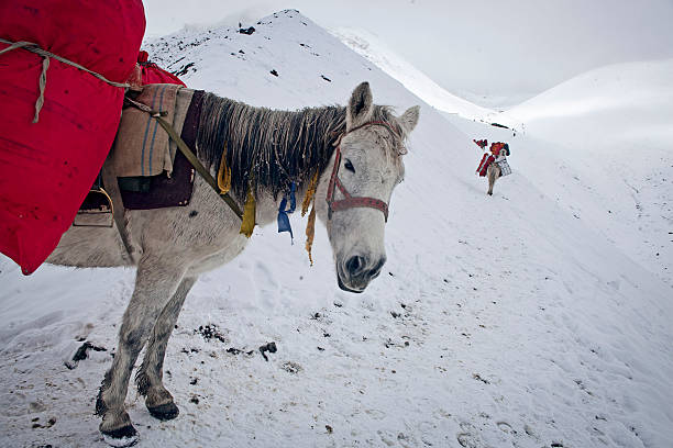 istock Caravan of mules for delivery in Nepal 516822742