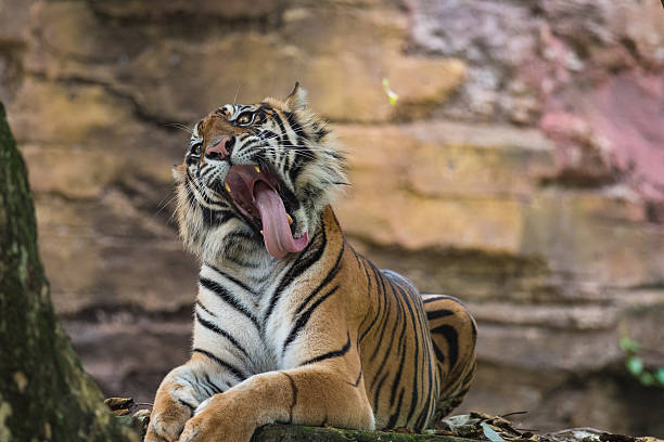 Sumatran Tiger Busy stock photo