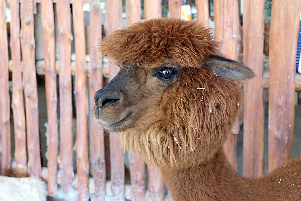 istock brown hair alpaca 516824208