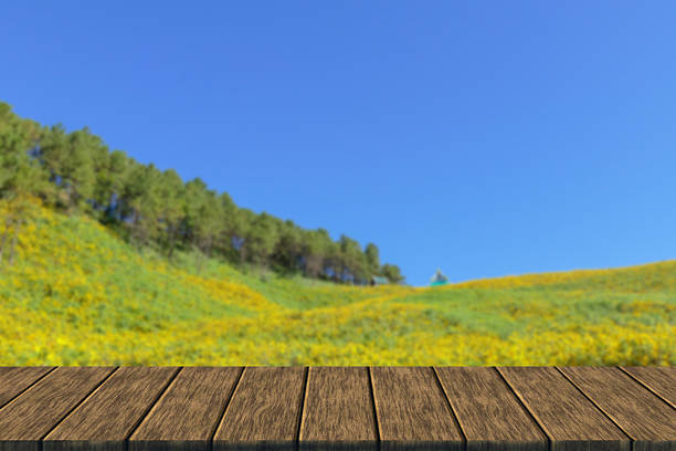 istock blooming Mexican sunflower on the hill 516824358