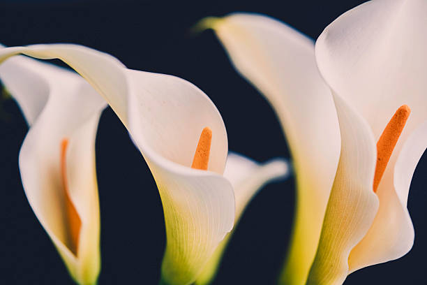 istock Four calla lily blooms shot against black background 516825968