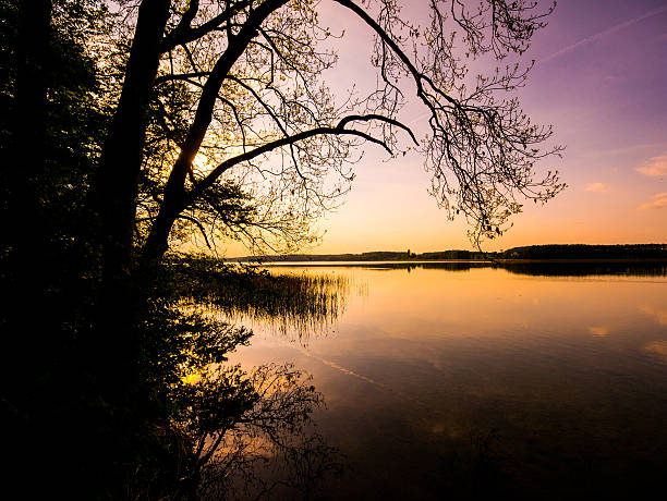 istock Silhouette of trees 516826212