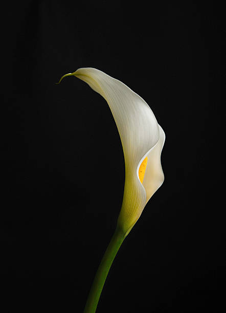 istock Calla lily bloom shot against black background 516826350