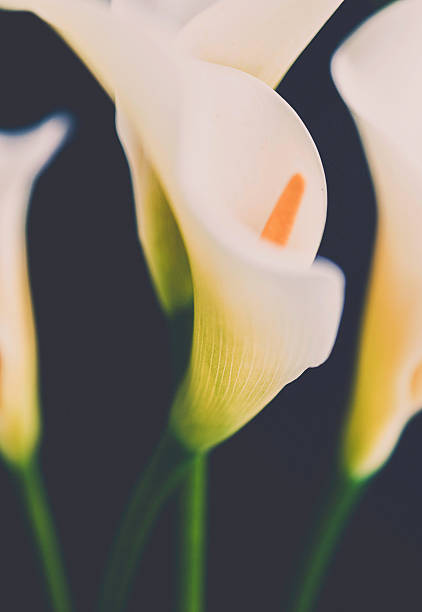 Four calla lily blooms shot against black background