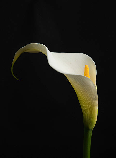 lírio calla flor tomada contra fundo preto - lily calla lily flower single flower - fotografias e filmes do acervo