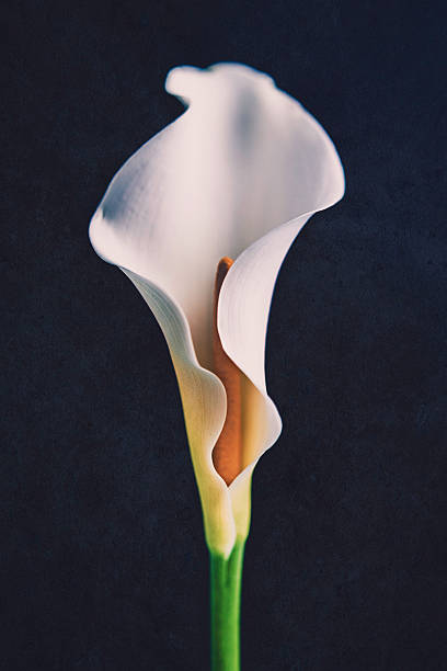 calla bloom girato su sfondo nero - lily white flower single flower foto e immagini stock