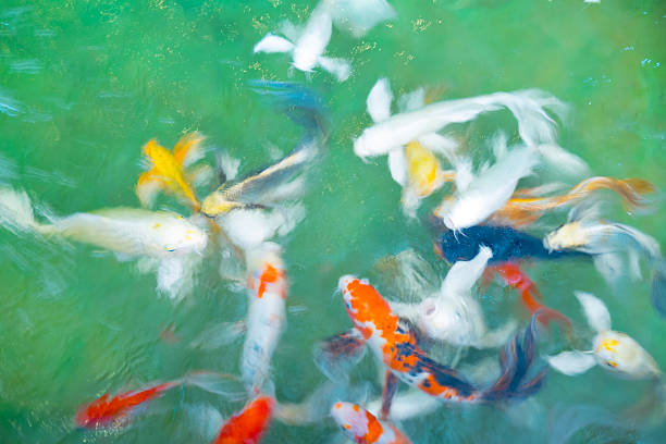istock beautiful koi fish swimming in the pond 516827642