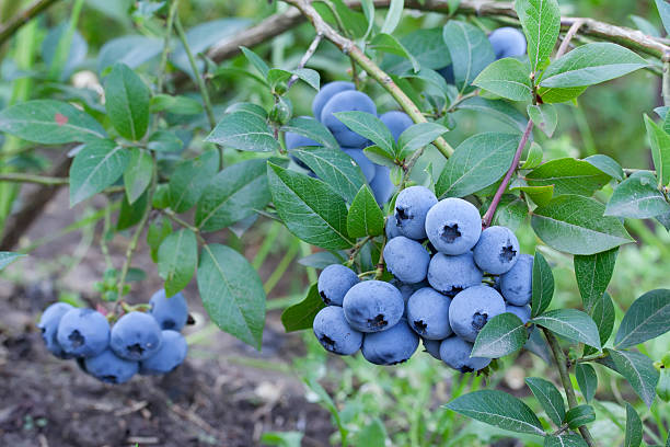 fresh mellow blueberries on the green Bush. stock photo