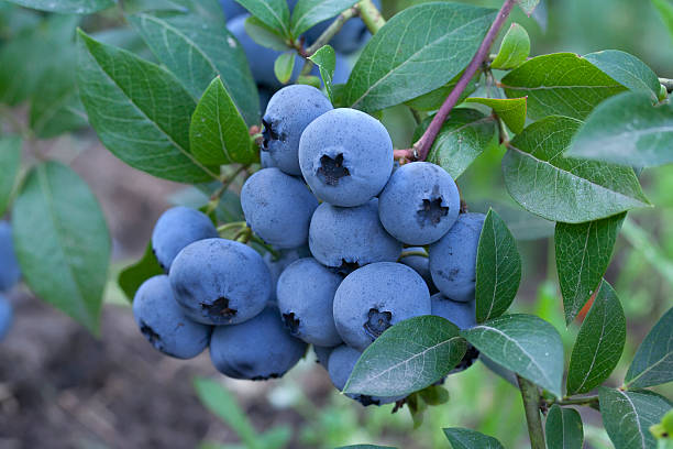 istock group fresh mellow blueberries on the green Bush. 516827792