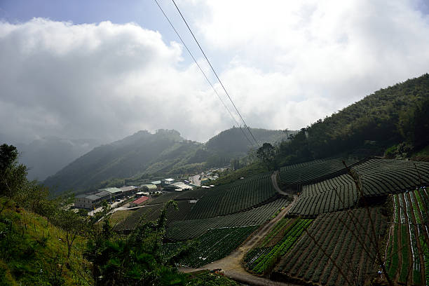 istock Come to the tea farm quickly 516828006