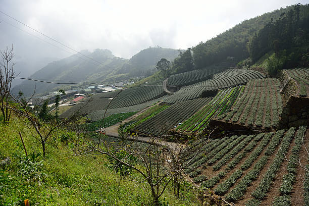istock Come to the tea farm quickly 516842536