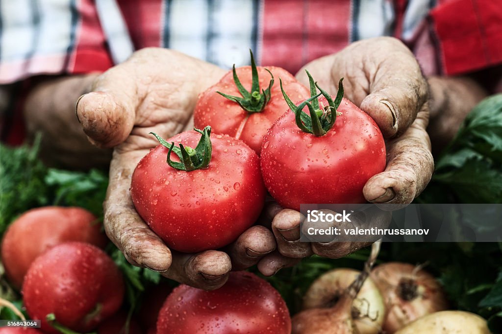 Manos explotación tomate harvest :  cluse de - Foto de stock de Tomate libre de derechos