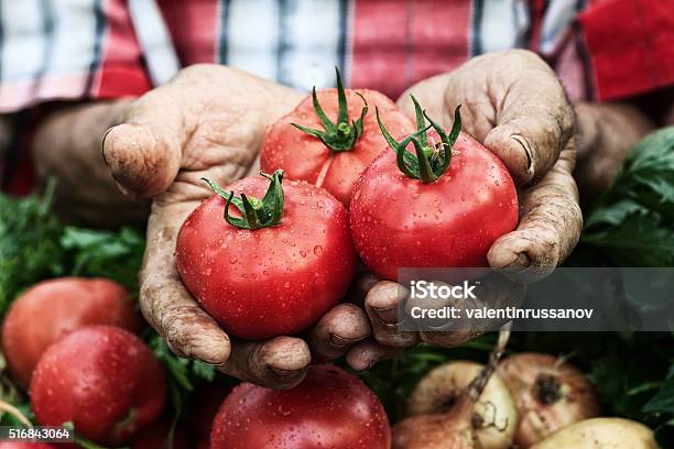Manos Explotación Tomate Harvest Cluse De Foto de stock y más banco de imágenes de Tomate - Tomate, Vegetal, Agricultor
