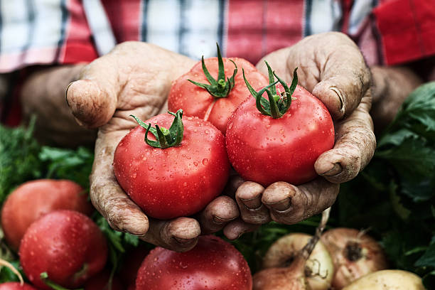 Hands holding tomato harvest-cluse up Hands holding tomato harvest. Crate with vegetables under. farmer hands stock pictures, royalty-free photos & images