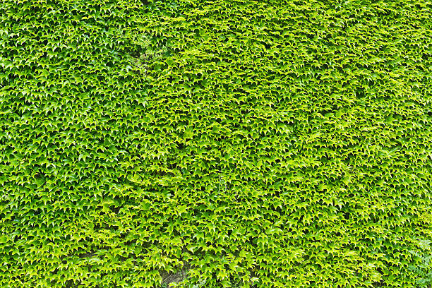 istock Green ivy leaves wall 516843272