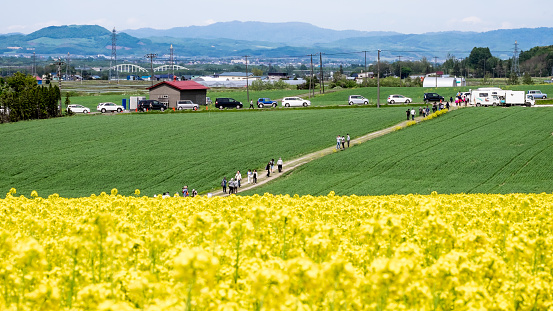 Takikawa, Hokkaido, Japan - May 23, 2015: Although Takikawa is much well known for rice and onions — not canola. it is one of the best places in Japan to admire the canola or rapeseed flower fields. It is planted as a crop rotation, and will be in full bloom from late May to early June; therefore, the Rapeseed or ”Nanohana” Festival venue rotates every year. The festival has an entrance fee. Visitors usually bring family and loved ones, enjoyed the scenery, and take lots of photos.
