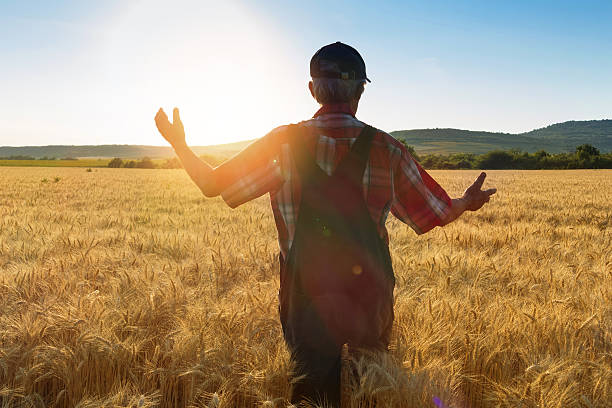 istock Fermer checking the growth in his field-rear view 516843846