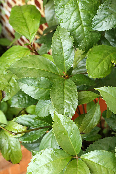 Chloranthaceae Examples 30+ Chloranthaceae Stock Photos, Pictures & Royalty-Free Images - iStock