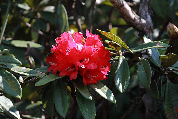 istock Beautiful colorful winter Flowers 516844402