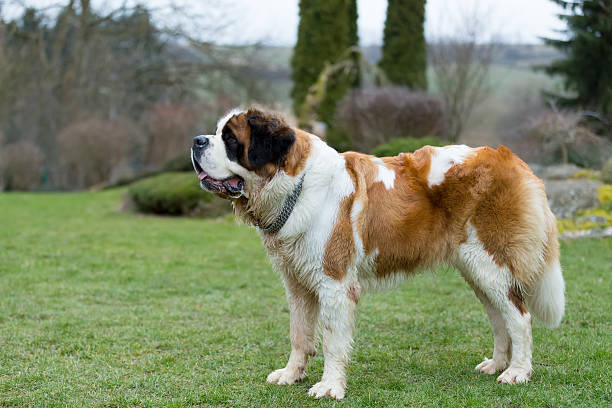 istock Portrait of a nice St. Bernard dog 516846952