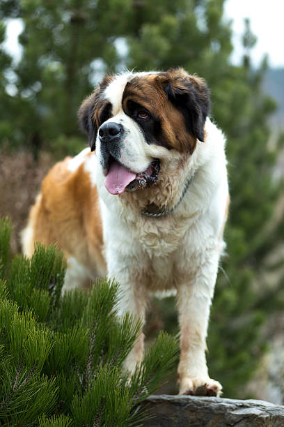 istock Portrait of a nice St. Bernard dog 516847012