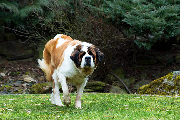 istock Portrait of a nice St. Bernard dog 516847084