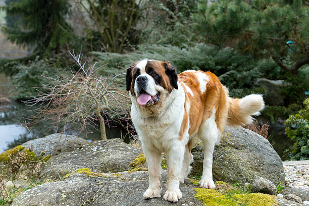 istock Portrait of a nice St. Bernard dog 516847134