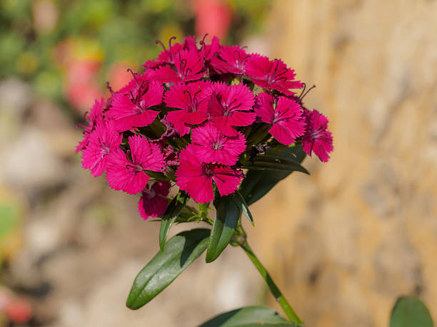 istock Blooming Pink Flowers in Garden 516847426