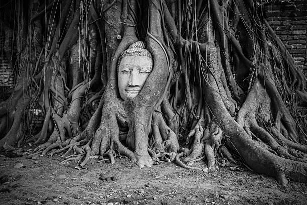 Root of Banyan Tree Enwrap The Buddha Head - Ayutthaya, Thailand