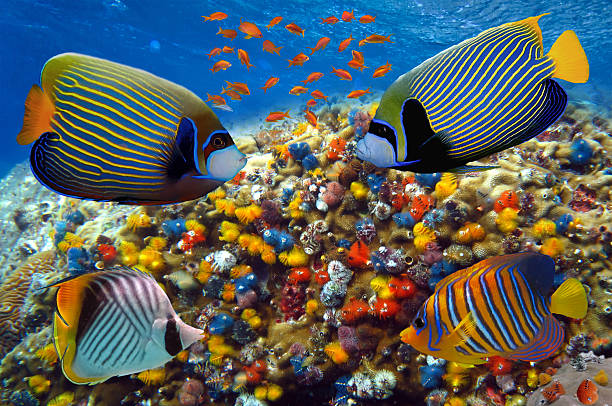 istock Tropical fish and corals in the Red Sea 516847788
