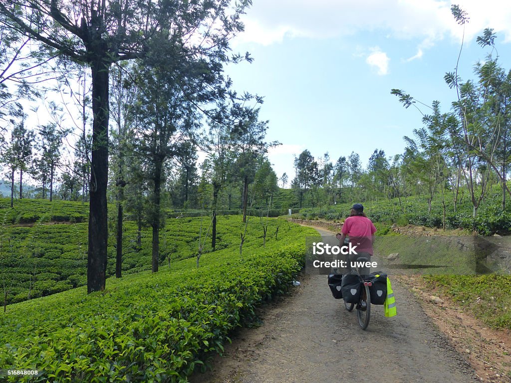Sri Lanka bicycle round trip Teeplantagen Asia Stock Photo