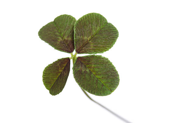 istock four-leaf clover for good luck on white background 516848148