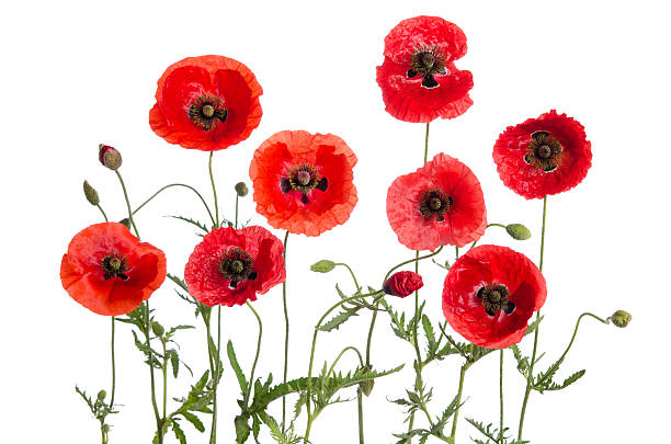 istock red poppies isolated on white background 516848208