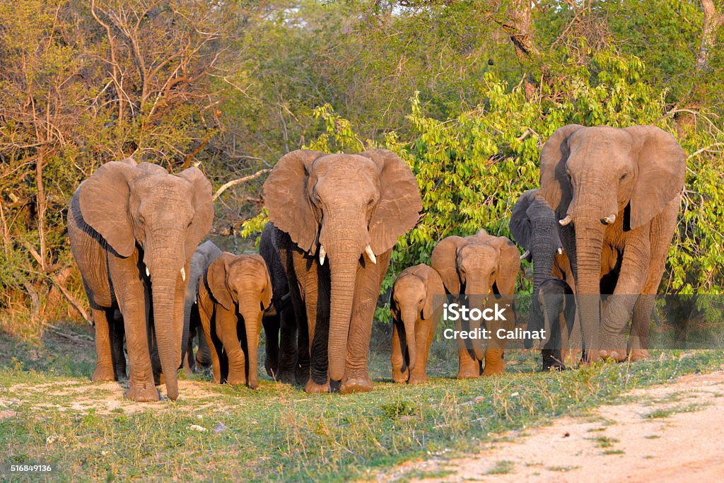 Elephant family Elephant family, herd, front, South Africa Africa Stock Photo