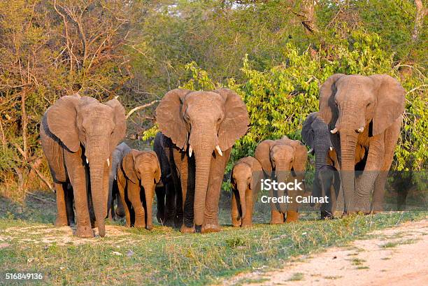 Elephant Family Stock Photo - Download Image Now - Africa, African Elephant, Animal