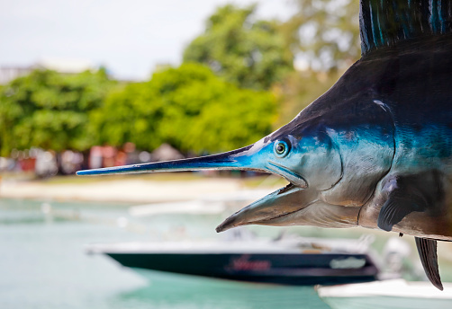 Blue Marlin head and bill with sport fishing boat in the background on the Indian Ocean island of Mauritius.