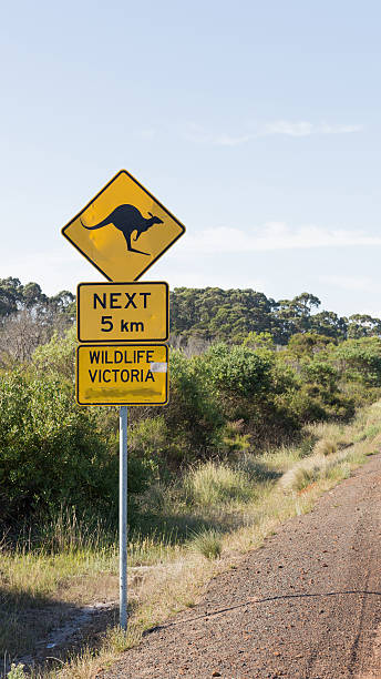 istock yellow road sign with a kangaroo 516851276