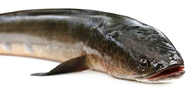 Channa marulius or Giant Snakehead known as gozar fish in Bangladesh