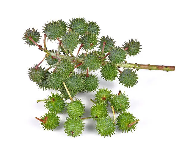 Photo of Castor oil plant on white background