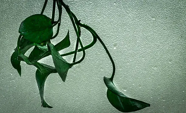 Fresh green plant leaves with rain drops on it with a foggy glass background