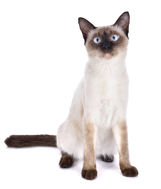 istock Portrait of brown cat isolated on white background 516853536