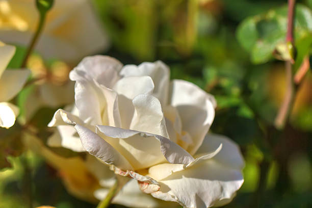 white rose. - flower bed plant spring selective focus foto e immagini stock