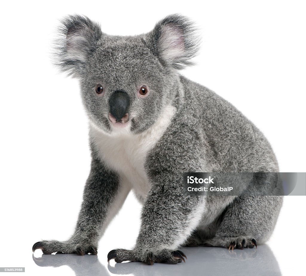 Jeune Koala, Phascolarctos cinereus, 14 mois, assis - Photo de Koala libre de droits