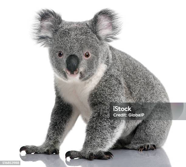 Photo libre de droit de Jeune Koala Phascolarctos Cinereus 14 Mois Assis banque d'images et plus d'images libres de droit de Koala