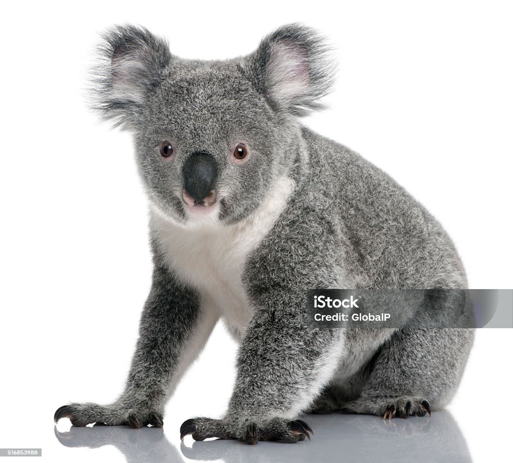 Giovane Koala, Phascolarctos cinereus cinereus, 14 mesi di età, seduta - Foto stock royalty-free di Koala