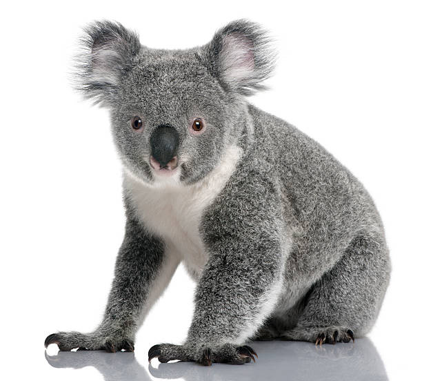 istock Young koala, Phascolarctos cinereus, 14 months old, sitting 516853988