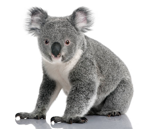Young koala, Phascolarctos cinereus, 14 months old, sitting Young koala, Phascolarctos cinereus, 14 months old, sitting in front of white background koala photos stock pictures, royalty-free photos & images
