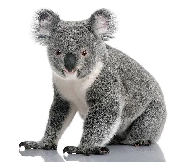 Young koala, Phascolarctos cinereus, 14 months old, sitting in front of white background