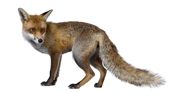 Red Fox, 1 year old, standing Red Fox, 1 year old, standing in front of white background red fox tail stock pictures, royalty-free photos & images